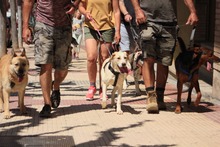 ARIEL, Hund, Jagdhund-Mix in Spanien - Bild 4