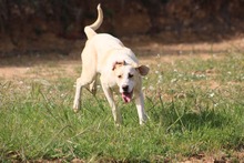 ARIEL, Hund, Jagdhund-Mix in Spanien - Bild 5