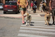 ARIEL, Hund, Jagdhund-Mix in Spanien - Bild 6