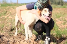 ARIEL, Hund, Jagdhund-Mix in Spanien - Bild 7