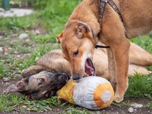 CALIPSO, Hund, Mischlingshund in Rumänien - Bild 11