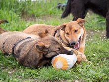 CALIPSO, Hund, Mischlingshund in Rumänien - Bild 12