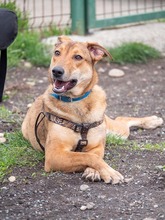 CALIPSO, Hund, Mischlingshund in Rumänien - Bild 13