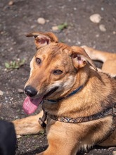 CALIPSO, Hund, Mischlingshund in Rumänien - Bild 15