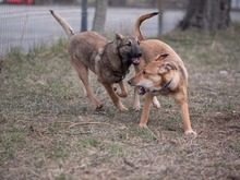 CALIPSO, Hund, Mischlingshund in Rumänien - Bild 16