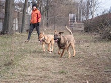 CALIPSO, Hund, Mischlingshund in Rumänien - Bild 17