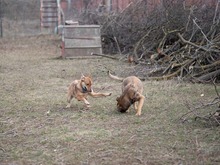 CALIPSO, Hund, Mischlingshund in Rumänien - Bild 18