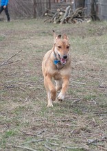 CALIPSO, Hund, Mischlingshund in Rumänien - Bild 19