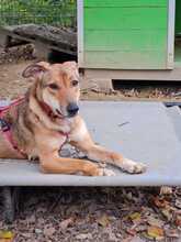 CALIPSO, Hund, Mischlingshund in Rumänien - Bild 2