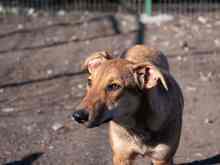 CALIPSO, Hund, Mischlingshund in Rumänien - Bild 20