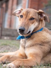 CALIPSO, Hund, Mischlingshund in Rumänien - Bild 23