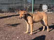CALIPSO, Hund, Mischlingshund in Rumänien - Bild 24