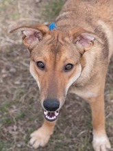 CALIPSO, Hund, Mischlingshund in Rumänien - Bild 25