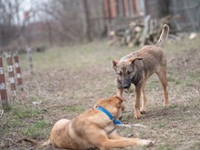 CALIPSO, Hund, Mischlingshund in Rumänien - Bild 28