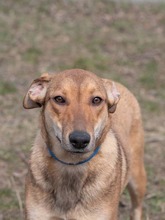 CALIPSO, Hund, Mischlingshund in Rumänien - Bild 29