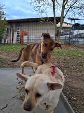 CALIPSO, Hund, Mischlingshund in Rumänien - Bild 3