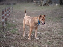 CALIPSO, Hund, Mischlingshund in Rumänien - Bild 30