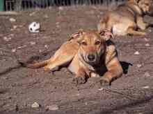 CALIPSO, Hund, Mischlingshund in Rumänien - Bild 31
