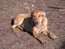 CALIPSO, Hund, Mischlingshund in Rumänien - Bild 32