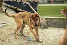 CALIPSO, Hund, Mischlingshund in Rumänien - Bild 34