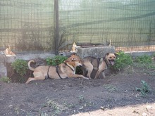 CALIPSO, Hund, Mischlingshund in Rumänien - Bild 7
