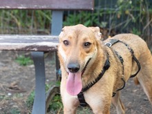 CALIPSO, Hund, Mischlingshund in Rumänien - Bild 8