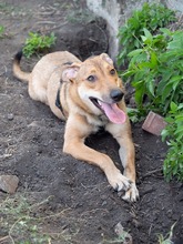 CALIPSO, Hund, Mischlingshund in Rumänien - Bild 9