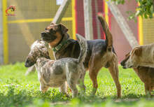 JOHNY, Hund, Mischlingshund in Slowakische Republik - Bild 10