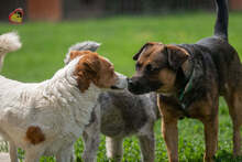 JOHNY, Hund, Mischlingshund in Slowakische Republik - Bild 11
