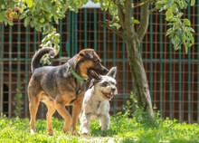 JOHNY, Hund, Mischlingshund in Slowakische Republik - Bild 12