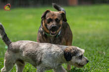 JOHNY, Hund, Mischlingshund in Slowakische Republik - Bild 13