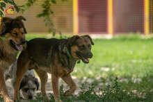 JOHNY, Hund, Mischlingshund in Slowakische Republik - Bild 15