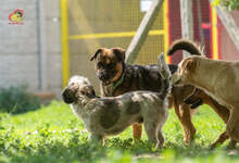 JOHNY, Hund, Mischlingshund in Slowakische Republik - Bild 16