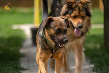 JOHNY, Hund, Mischlingshund in Slowakische Republik - Bild 17