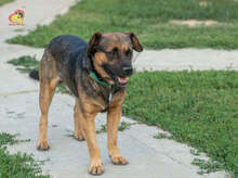 JOHNY, Hund, Mischlingshund in Slowakische Republik - Bild 2