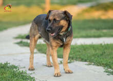 JOHNY, Hund, Mischlingshund in Slowakische Republik - Bild 3