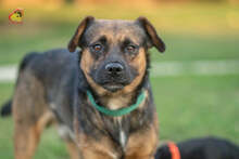 JOHNY, Hund, Mischlingshund in Slowakische Republik - Bild 5