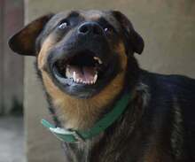 JOHNY, Hund, Mischlingshund in Slowakische Republik - Bild 6