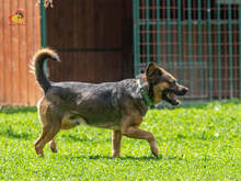 JOHNY, Hund, Mischlingshund in Slowakische Republik - Bild 7