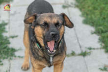 JOHNY, Hund, Mischlingshund in Slowakische Republik - Bild 8