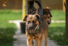 JOHNY, Hund, Mischlingshund in Slowakische Republik - Bild 9