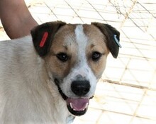 ARES, Hund, Mischlingshund in Rumänien - Bild 1