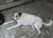 ARES, Hund, Mischlingshund in Rumänien - Bild 2
