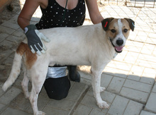 ARES, Hund, Mischlingshund in Rumänien - Bild 3