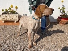 OWEN, Hund, Bracco Italiano in Spanien - Bild 10