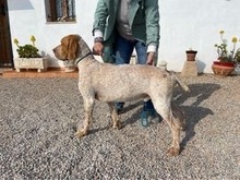 OWEN, Hund, Bracco Italiano in Spanien - Bild 13