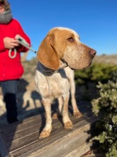OWEN, Hund, Bracco Italiano in Spanien - Bild 2