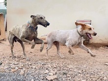 OWEN, Hund, Bracco Italiano in Spanien - Bild 20