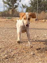 OWEN, Hund, Bracco Italiano in Spanien - Bild 26