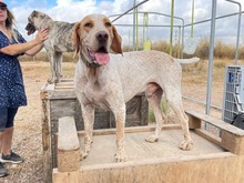 OWEN, Hund, Bracco Italiano in Spanien - Bild 28